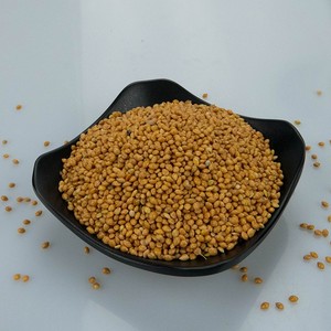 Millet jaune, millet proso, pour nourriture pour oiseaux - Product Image 4