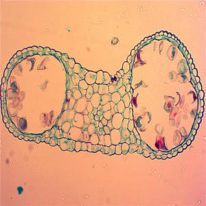 Well coloring <span class=keywords><strong>the</strong></span> cell biology has slides for educational aids prepared - Product Image 2