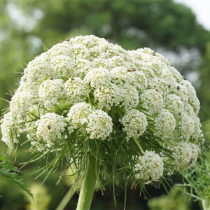 Cà Rốt Đỏ Trung Quốc Bán Buôn Trồng Rau Cà Rốt Hạt Giống - Product Image 5