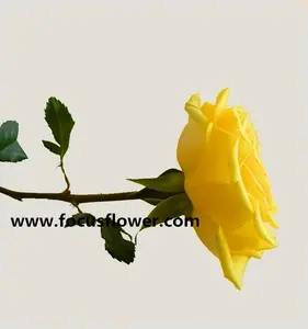 Низкая цена свежие розы Природных Свежие Срезанные Цветы Розы С Высоким Качеством Юньнань Grigio Rasso для свадебные украшения