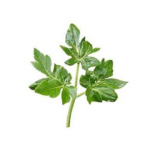 Bubuk Ekstrak Angelica Keiskei Koidzumi, Bubuk Ekstrak <span class=keywords><strong>Ashitaba</strong></span> Daun Besok Alami - Product Image 3