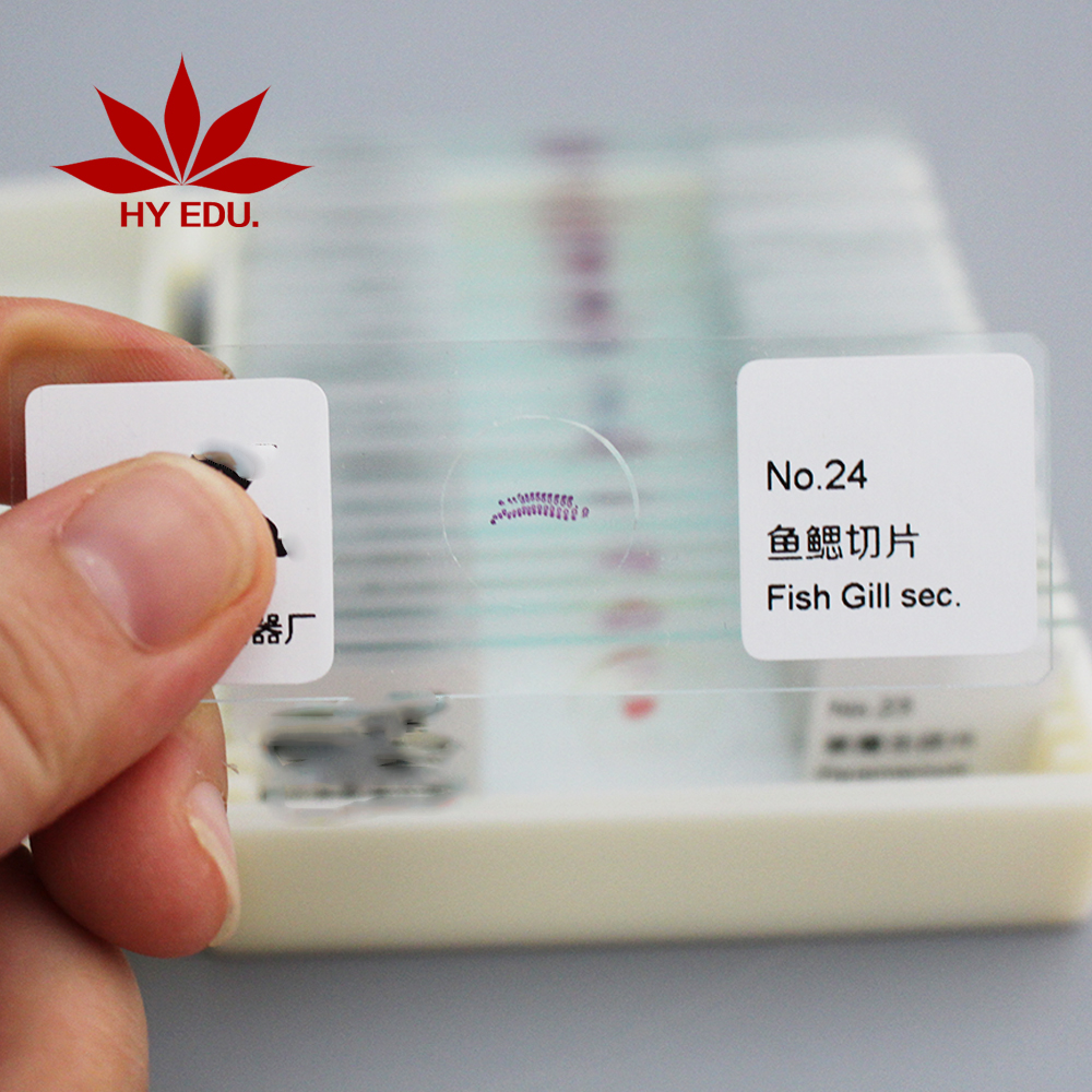 Фиксированный предмет для школьников, учеников, детских игр, не повреждает руки, 10 шт., высококачественные подготовленные микроскопы, слайды