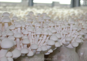 Detan Shimeji Branco <span class=keywords><strong>Spawn</strong></span>/<span class=keywords><strong>Kit</strong></span> de Cultivo de Cogumelos - Product Image 5
