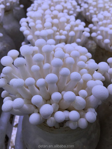 Detan Shimeji Branco <span class=keywords><strong>Spawn</strong></span>/<span class=keywords><strong>Kit</strong></span> de Cultivo de Cogumelos - Product Image 4
