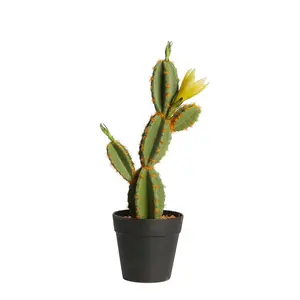 Ufficio Decorazione Scrivania Cactus Faus Cactus E Succulente