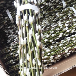 Rami di Salice Bianco Essiccati per Decorazioni Primaverili e Artigianato - Product Image 3
