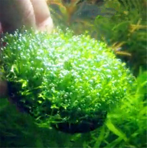 Coussin en céramique pour la culture de la <span class=keywords><strong>mousse</strong></span> dans les aquariums, pour les crevettes cristallines et les plantes - Product Image 6