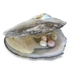 9-10mm Near Round Pearl Oyster Akoya Shell Freshwater for Jewellery Making