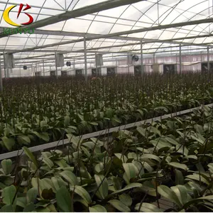 High-grade inflável com efeito de estufa agrícola para phalaenopsis