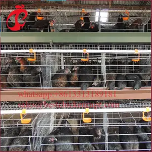 Automated Poultry Hen Layer Small chicken Egg Cage 3 Layer For Sale