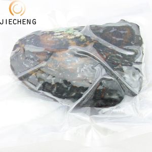Tiram Mutiara Air Tawar Kualitas Tinggi dengan Kerang Mutiara Segar Grosir - Product Image 2