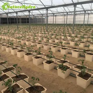 Commercial Farming Hydroponic Systems Dutch Bucket system for blueberry growing plant