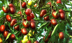 Máquina <span class=keywords><strong>de</strong></span> recolección <span class=keywords><strong>de</strong></span> olivo, herramientas <span class=keywords><strong>para</strong></span> cosechadora <span class=keywords><strong>de</strong></span> olivo, superventas - Product Image 6