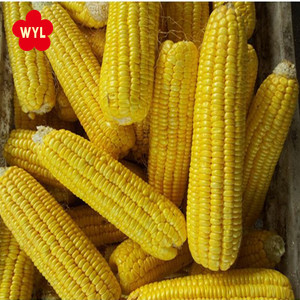 Высококачественные хлопья IQF <span class=keywords><strong>Corn</strong></span> по выгодной цене от New corp - Product Image 4