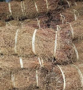Materiale per Gelatina di Fagioli di Grado Alimentare, Piante Intere Selvatiche <span class=keywords><strong>Essiccate</strong></span> Naturali Mesona Chinensis per <span class=keywords><strong>Verdure</strong></span> Secche - Product Image 6
