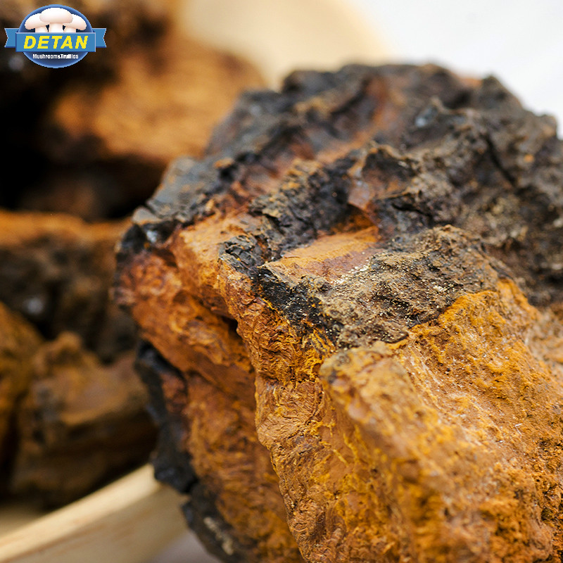 Detan сушеные высококачественные грибы Chaga Chunk