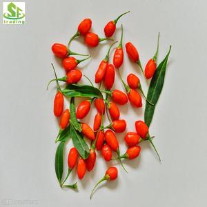 <span class=keywords><strong>Goji</strong></span> Wolfberry Natural Qinghai Famosas <span class=keywords><strong>Goji</strong></span> Berry Secas - Product Image 6