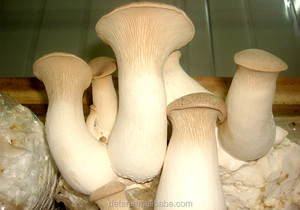 Detan Séché <span class=keywords><strong>Pleurotus</strong></span> <span class=keywords><strong>Eryngii</strong></span> - Product Image 2