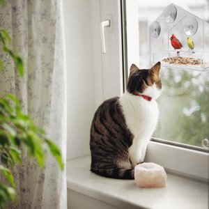 Mangeoire à oiseaux en acrylique transparent de grande taille résistante aux intempéries avec ventouses puissantes et plateau coulissant pour nichoir extérieur - Product Image 2