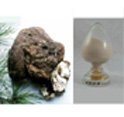 suministramos la alta calidad de hongos comestibles y medicinales extracto de <span class=keywords><strong>poria</strong></span> <span class=keywords><strong>cocos</strong></span> - Product Image 2