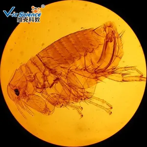 Medische Parasiet Microscoop Bereide Dia 'S, Parasiet Medische Dia 'S Parasitologie Bereide Dia 'S 100 Stuks