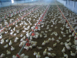 Construcción <span class=keywords><strong>de</strong></span> la estructura <span class=keywords><strong>de</strong></span> acero ligero para la granja <span class=keywords><strong>de</strong></span> pollo gallinero con equipos - Product Image 3