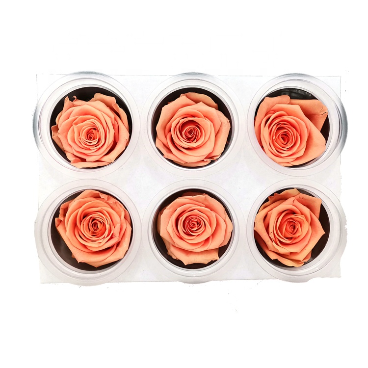 Rose pêche foncé