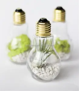 הנורה אור זכוכית terrariums כקישוט