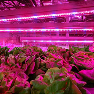Rojo azul 5:1 llevó la luz de la planta 3pcs 1 64ft/tira de <span class=keywords><strong>LED</strong></span> Luz de tira Flexible de luz de tira con EE. UU. Adaptador de corriente - Product Image 4