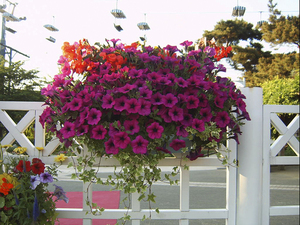 Jardinières suspendues colorées pour balustrade de <span class=keywords><strong>balcon</strong></span> - Product Image 6