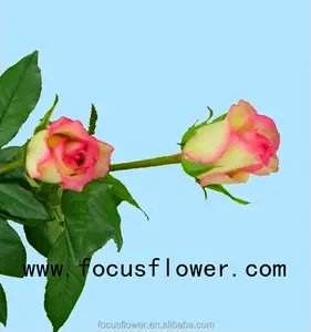 Comercio al por mayor de flores frescas cortadas colombia flor color de rosa nueva llegada hopeshow rosa con 20 tallos/bundle