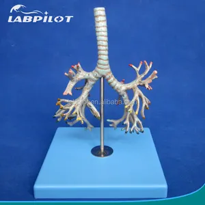 Medical Human Bronchia Model, Bronchus of Trachea Model