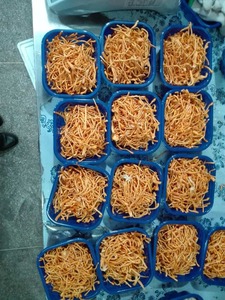 Harga Ekspor Jamur Segar <span class=keywords><strong>Cordyceps</strong></span> Militaris - Product Image 2