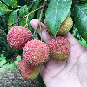 <span class=keywords><strong>Fresca</strong></span> y dulce litchi - Product Image 2