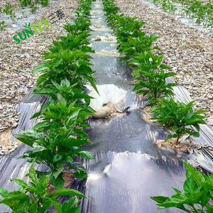 <span class=keywords><strong>Film</strong></span> <span class=keywords><strong>de</strong></span> <span class=keywords><strong>paillage</strong></span> en polyéthylène biodégradable et compostable, vente directe d'usine chinoise, <span class=keywords><strong>pour</strong></span> maintenir l'humidité du sol, <span class=keywords><strong>pour</strong></span> les <span class=keywords><strong>tomates</strong></span> - Product Image 5