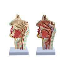 Modelo de enseñanza de la boca, nariz, garganta, faringe, anatomía del cuerpo humano