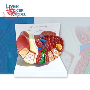 Anatomi Manusia Hati Struktur 3D Model Hati - Product Image 2