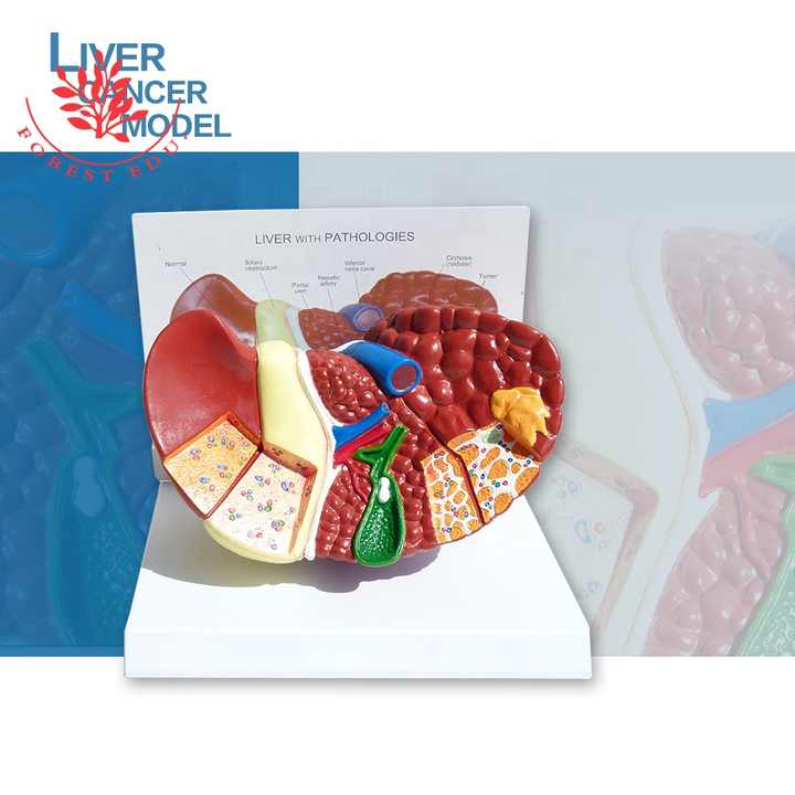 Human Anatomy Hepatic Structure 3D Liver Model for Education