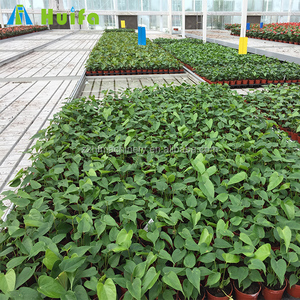 1.7x4.5m Hydroponic Systems Ebb and Flow Rolling <strong>Greenhouse</strong> <strong>Benches</strong> - Product Image 4