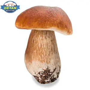 Detan Forest Boletus Edulis Mushroom