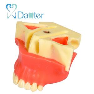 Bán Buôn Nha Khoa Xoang Nâng Thực Hành Mô Hình Được Sử Dụng Cho Thực Hành - Product Image 2