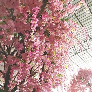 Sakura fiore artificiale <span class=keywords><strong>albero</strong></span> Artificiale di seta fiore di ciliegio con fiori di glicine alberi di nozze per la decorazione la piccola quantità - Product Image 5