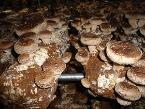 Detan Shimeji Branco <span class=keywords><strong>Spawn</strong></span>/<span class=keywords><strong>Kit</strong></span> de Cultivo de Cogumelos - Product Image 6