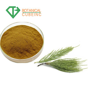 Natural Equisetum Arvense Powder Equisetum Arvense Extract, Equisetum Extract - Product Image 5