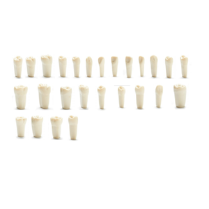 Modello Dentale con Supporto per Studio Medico, 32 Denti Rimovibili, Tipo Odontoiatrico - Product Image 6