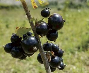 هاي جيا لون أسود الأضلاع الطبيعية المجففة نيغروم الفواكه للأغذية - Product Image 4