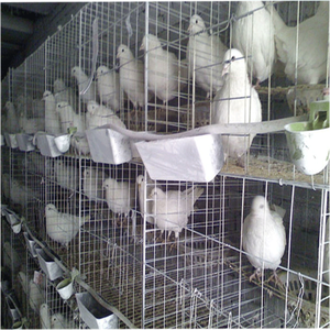 Yüksek kaliteli Avrupa standart güvercin üreme kafesi - Product Image 2