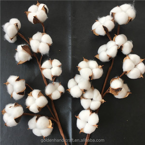 10 tiges de bourgeons de coton blanc naturel de 21 pouces, fleurs séchées conservées, pour Noël, mariages, Halloween, remises de diplômes, disponibles gratuitement - Product Image 2