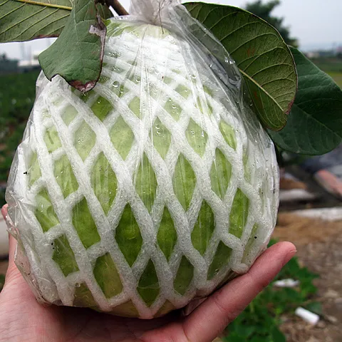 EPE-Schaum hülle, Melonen verpackungs netz, Netz-Espuma-Frucht verpackungs netz