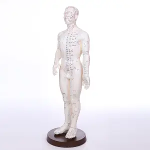 medische chinese menselijk lichaam acupunctuur model 46cm